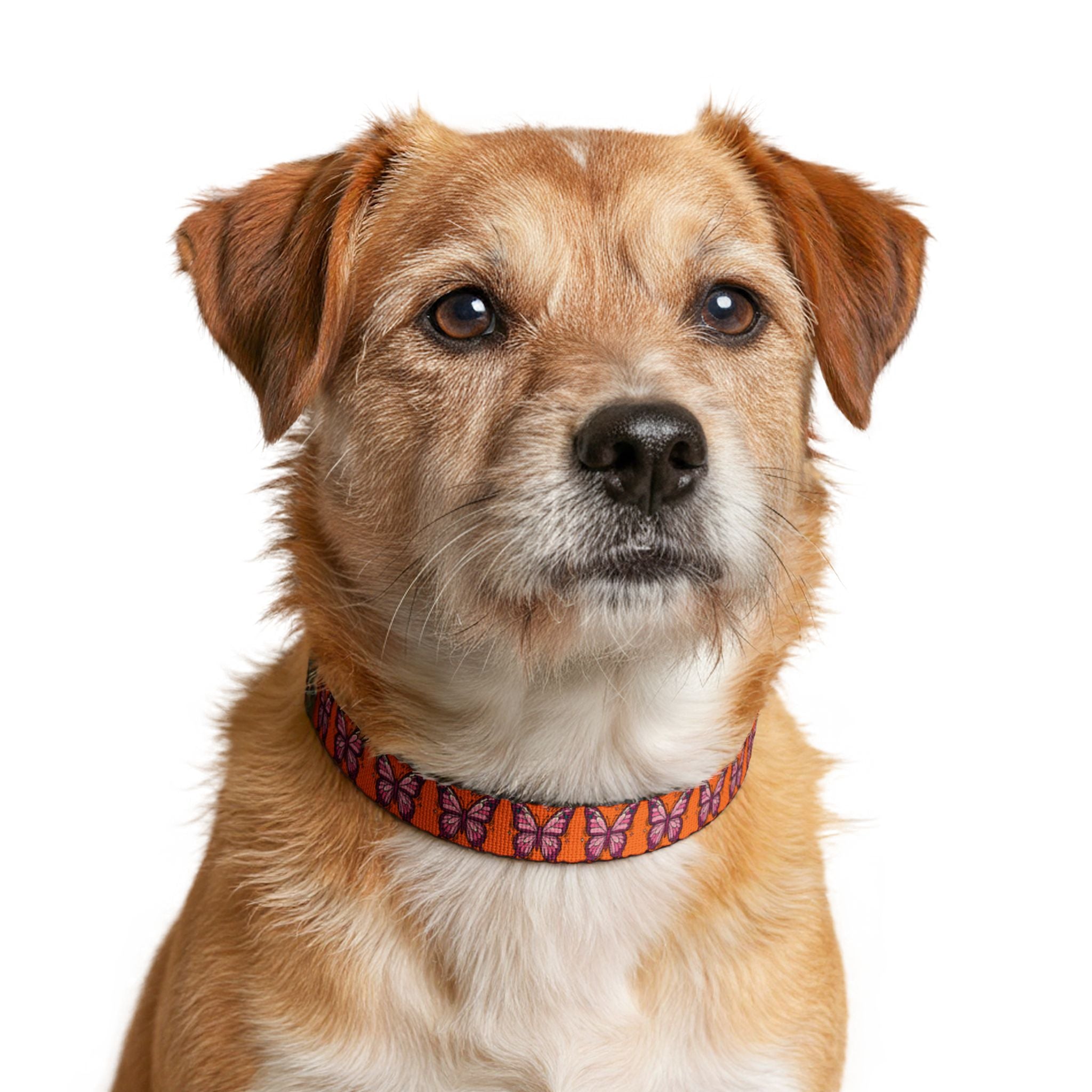 Orange Butterfly Pattern Pet Collar