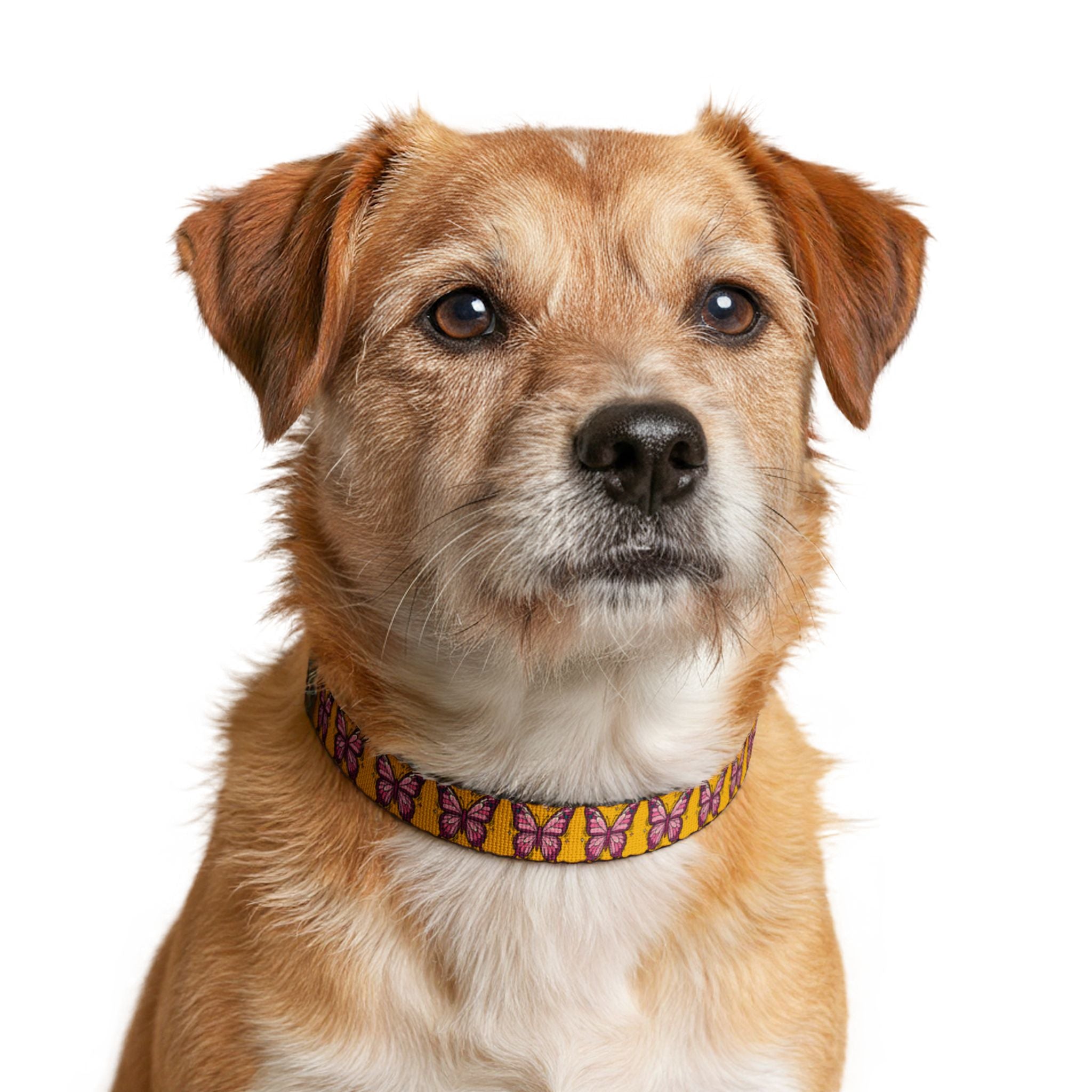 Pink Butterfly Pet Collar — Clip-On Adjustable Dog & Cat Collar