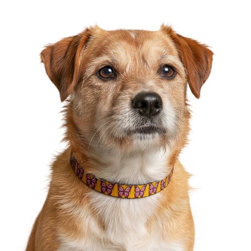 Butterfly Clip-On Pet Collar — Yellow & Pink Patterned Dog Collar