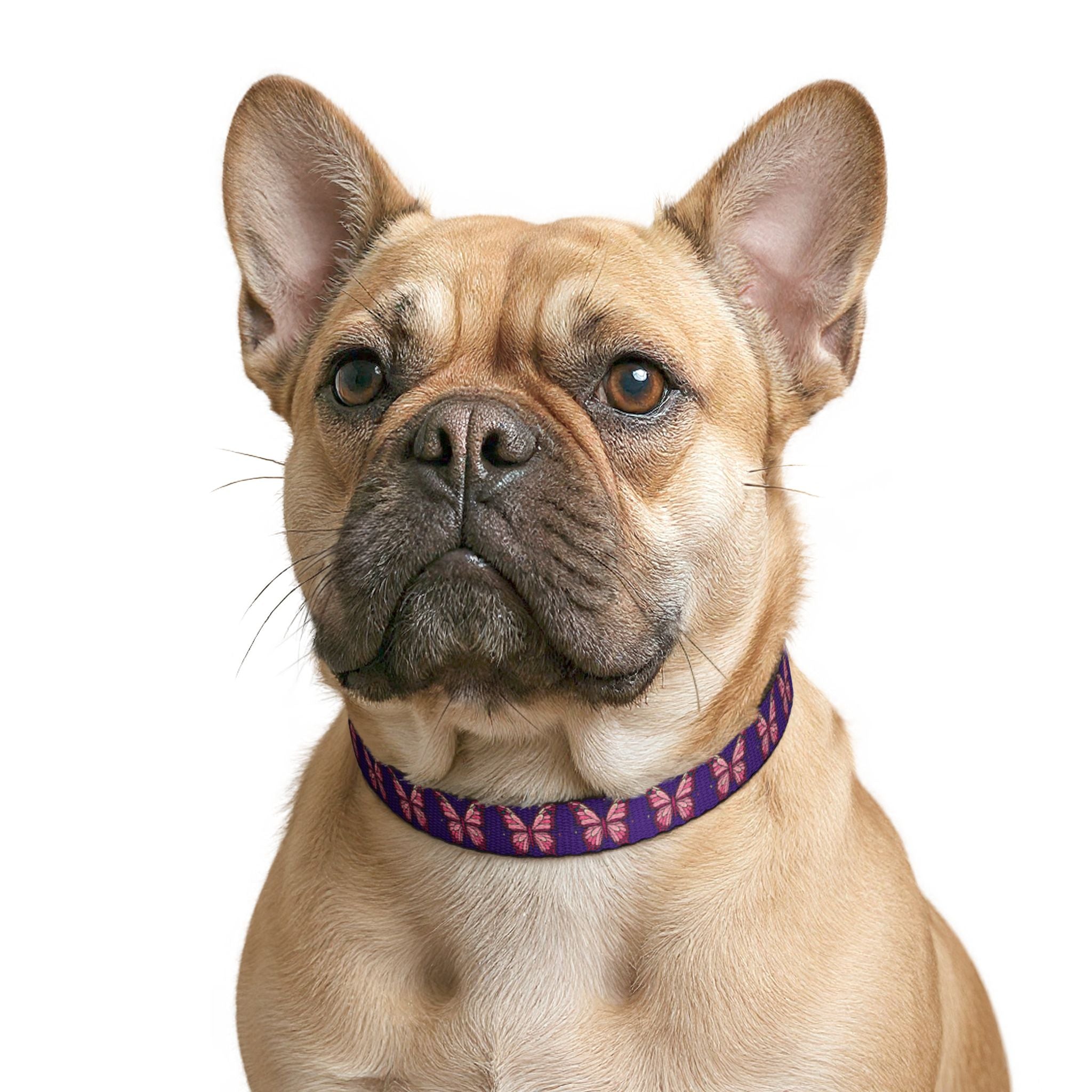 Purple Pet Collar with Pink Butterfly Pattern