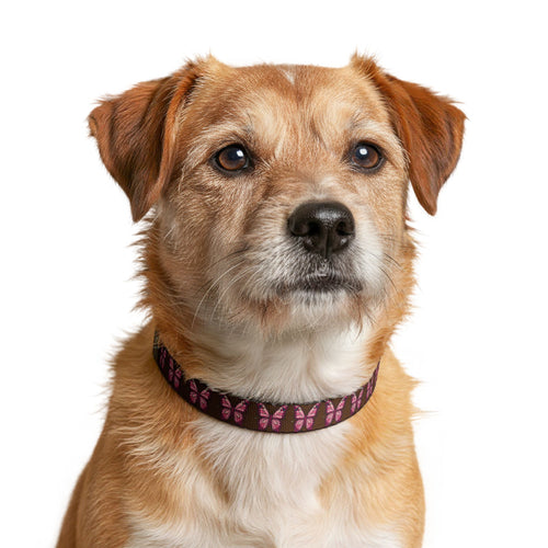 Brown Butterfly Print Clip-On Pet Collar