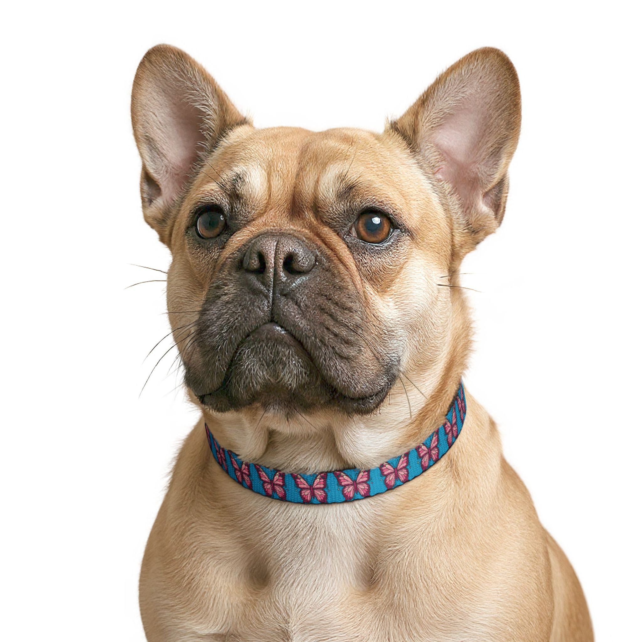 Blue Pet Collar with Pink Butterfly Pattern
