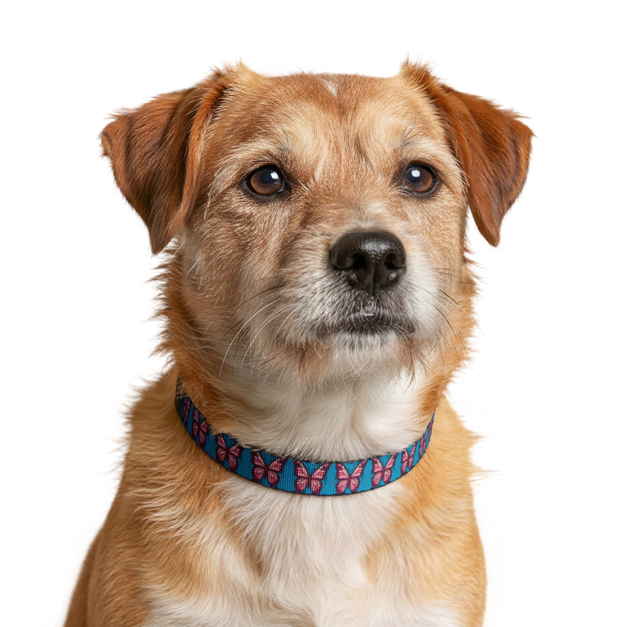 Light Blue Butterfly Pattern Pet Collar