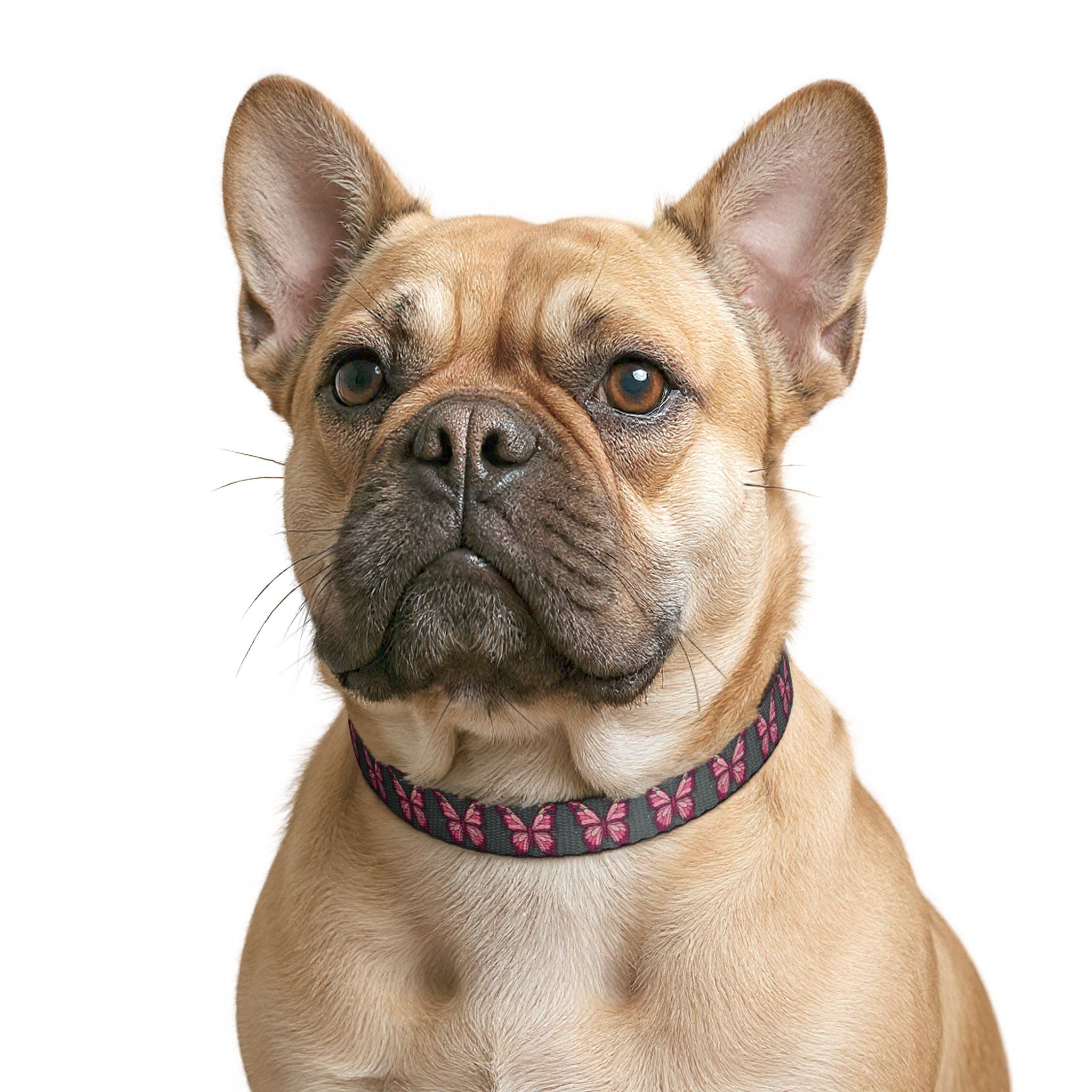 Grey Pet Collar With Pink Butterfly Pattern